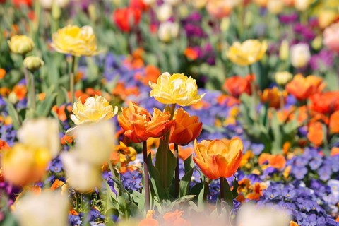 A flowerbed with blooming tulips (Tulipa) and pansies (Viola), Baden-Württemberg, Germany