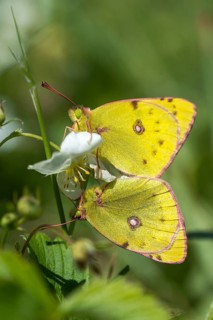 Mount Rana, Bohemian Highlands, Colias Hyale, Czech Republic, yellow haybutterfly, golden eight,