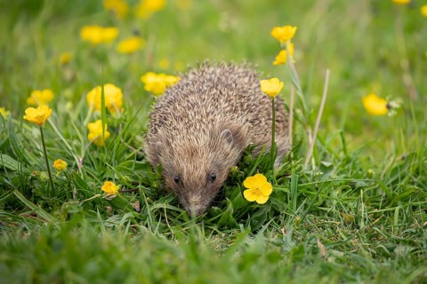European hedgehog (Erinaceus europaeus) adult animal amongst yellow buttercup flowers in a meadow