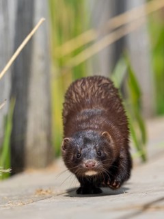 A mink sneaks up on you