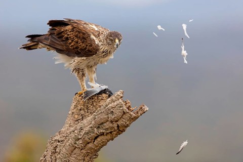 Habichtsadler, Bonelli's Eagle, Hieraaetus fasciatus, Aigle de Bonelli, Águila-azor Perdicera