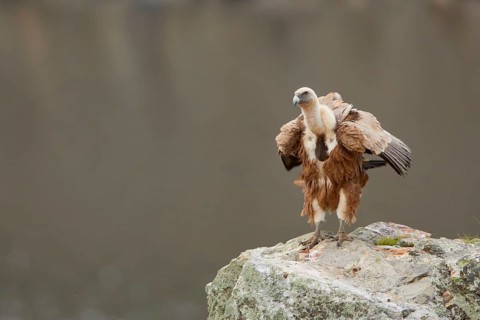 Griffon Vulture (Gyps fulvus) perched on a rock, Spain