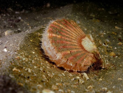 Scallop (Pecten maximus)