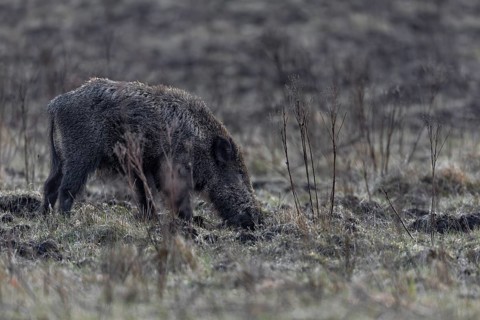 In the evening, I come across a wild boar (Sus scrofa) in a very secluded meadow in the forest, and