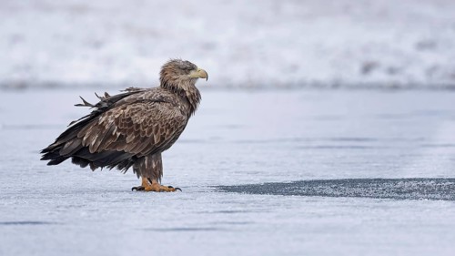 White-tailed eagle (Haliaeetus albicilla) foraging on frozen lake, adult eagle, hunting over icy