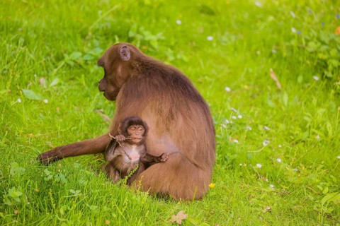 A female Gelada (Theropithecus gelada), or bleeding-heart monkey with her baby sits in a flowering