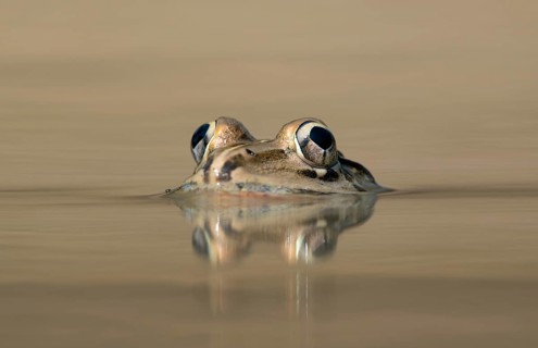 Indian Bullfrog (Hoplobatrachus tigerinus) submerged in a pond, sreepur, Gazipur, bangladesh