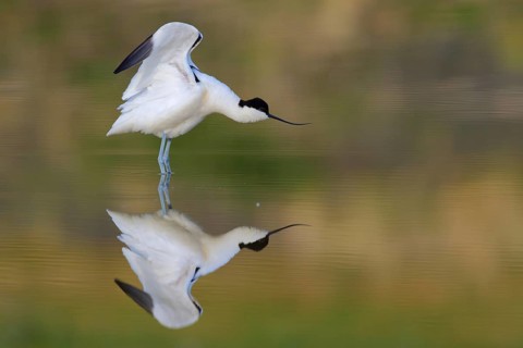 Pied Avocet (Recurvirostra avosetta) stretching, Texel, Netherlands