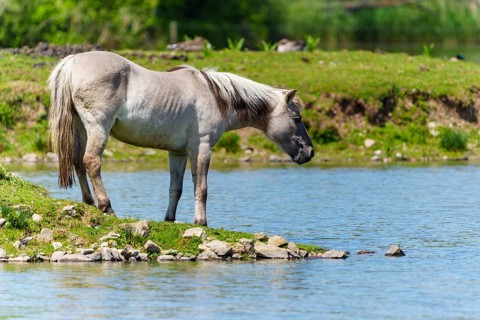 A horse stands on the bank of a calm body of water looking into the water, Tarpan Horse (Equus