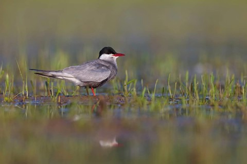 White-bearded Tern, White-bearded Tern, (Chlidonias hybridus), (Chlidonias hybrida), family of