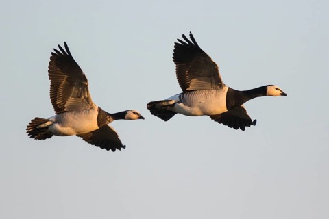 Barnacle Goose (Branta leucopsis), North Rhine-Westphalia, Germany