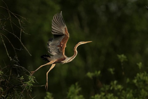 Purple Heron (Ardea purpurea) flying Lombardy, Italy