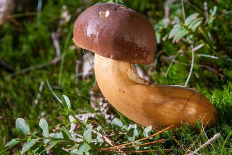 Bay bolete, blue mushroom, boletus badius, brown bonnet, browncap, grass mushroom, Imleria Badia,