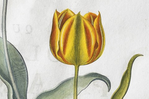 Yellow-red tulip flowers (Tulipa), hand-coloured copperplate engraving by Basilius Besler, from