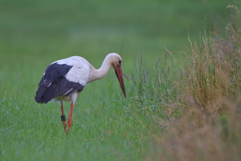 White Stork (Ciconia ciconia) male foraging, North Rhine-Westphalia, Germany
