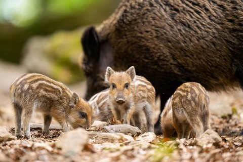Wild boar (Sus scrofa) mother with her piglets (Squeaker) in a forest, Bavaria, Germany