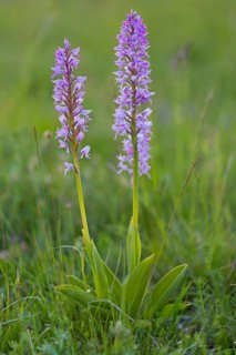Helmet Orchid, (Orchis militaris), macro, plant, orchid, flower, blossom, orchid family, Lobau,
