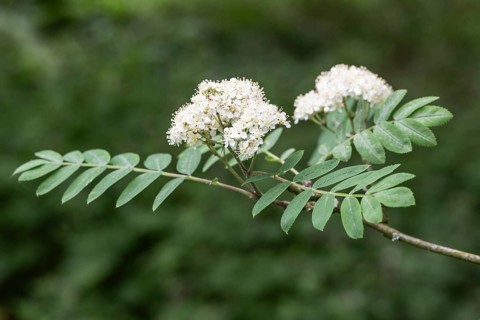 Mountain ash (Sorbus aucuparia), flower, Emsland, Lower Saxony, Germany