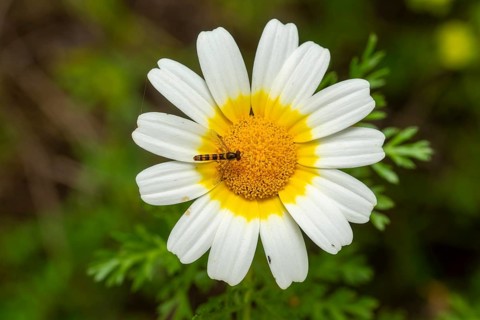 A hoverfly perches delicately on the bright yellow center of a crown daisy flower, with soft white
