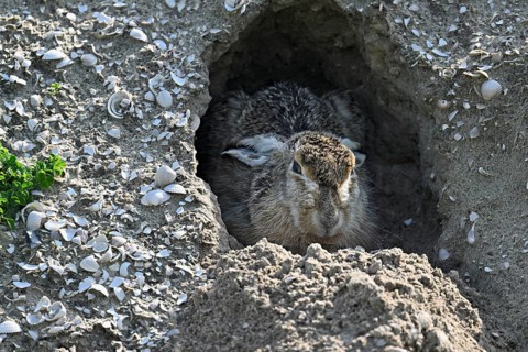 European hare (lepus europaeus), sitting in a hole in the ground, Texel, West Frisian Island,