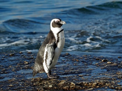 Spectacled penguin (Spheniscus demersus)