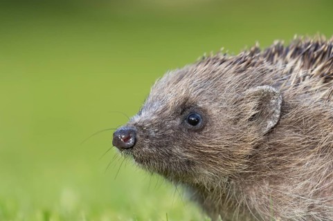 European hedgehog (Erinaceus europaeus) adult animal head portrait, England, United Kingdom