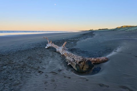 A piece of driftwood lies lonely on the sandy beach, Muriwai Beach, Auckland, North Island, New