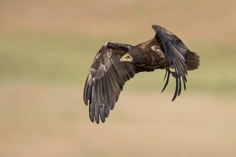 Egyptian Vulture (Neophron percnopterus) juvenile flying, Castile-La Mancha, Spain