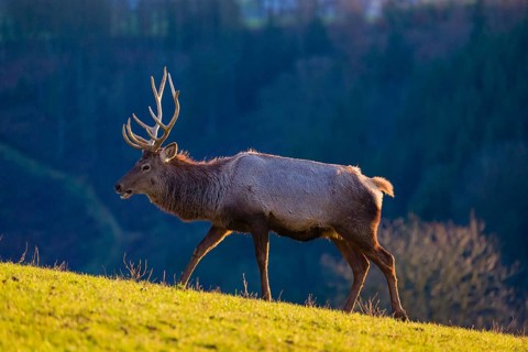 An Altai maral stag and two hind Altai wapiti or Altai elk (Cervus canadensis sibiricus) stand in a