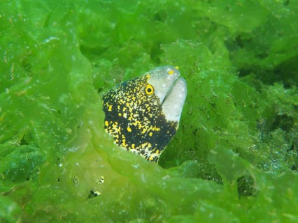 A moray eel with yellow spots, the star-spotted moray (Echidna nebulosa), peeks out curiously from