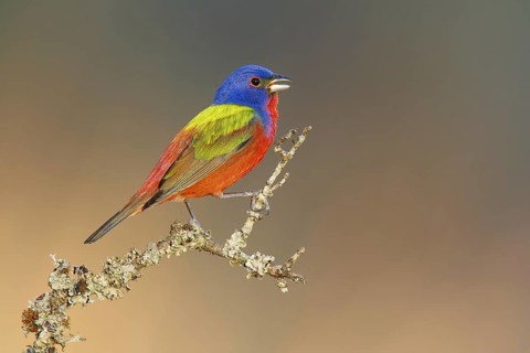 Painted Bunting (Passerina ciris) male singing, Texas, USA