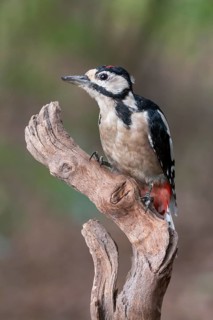 Great Spotted Woodpecker (Dendrocopos major) juvenile perched on a stump, Lower Saxony, Germany