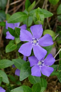 Bigleaf Periwinkle (Vinca major), blue flower in the garden, Wilnsdorf, North Rhine-Westphalia,