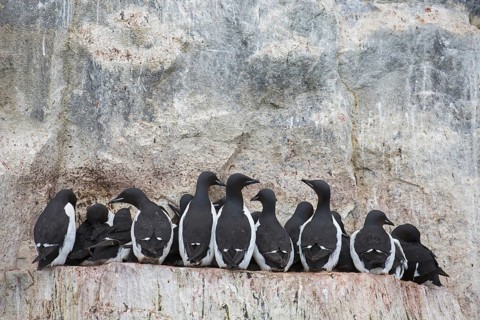 Thick-billed murres (Uria lomvia), Brünnich's guillemots on rock ledge in sea cliff in seabird