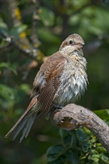 Red-backed Shrike (Lanius collurio) juvenile drying feathers after bathing, Aosta Valley, Italy