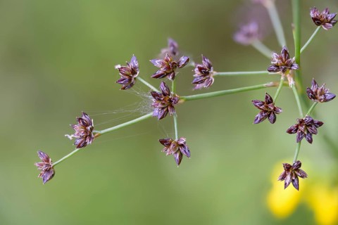Rushes, glossy rushes, joint rushes, juncaceae, juncus articulatus, flora, jointed rush, jointleaf