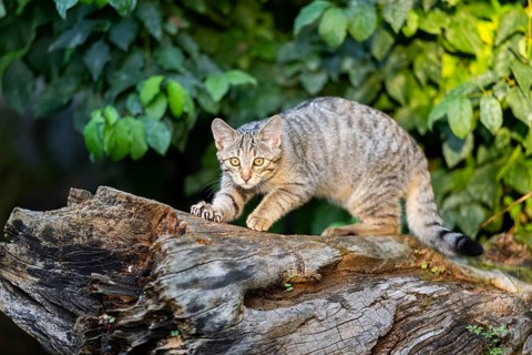 European wildcat (Felis silvestris silvestris) on an old tree trunk, Hesse, Germany