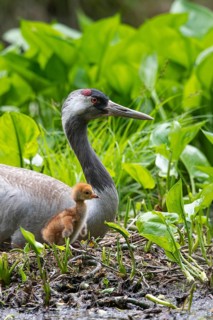 Crane (gurs grus) in nest with chicks, Feldberger Seenlandschaft, Mecklenburg-Vorpommern, Germany