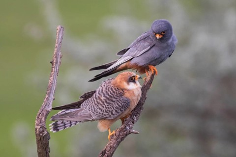 Red-footed Falcon (Falco vespertinus) pair, Subotica, Serbia