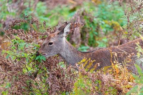 A female sika deer (Cervus nippon) stands in hilly terrain in a clearing overgrown with ferns and