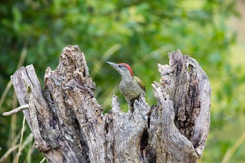 Green woodpecker (Picus viridis) Germany