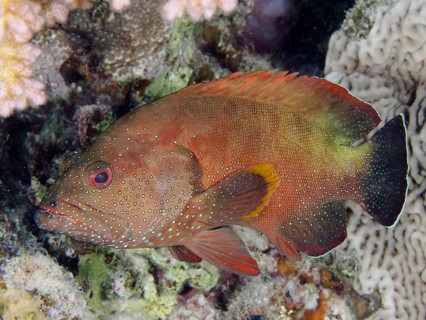 Red grouper (Cephalopholis hemistiktos)