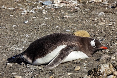 A penguin lies asleep on the sandy beach, surrounded by nature, Gentoo penguin (Pygoscelis papua)