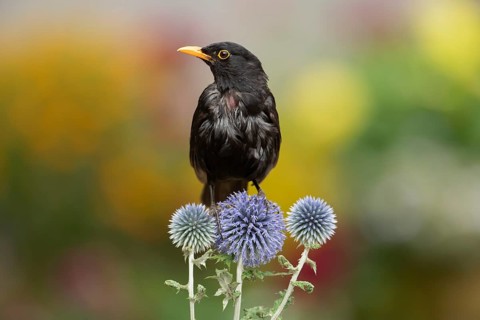 Eurasian blackbird (Turdus merula) adult garden male bird on Globe thistle flowers in summer,