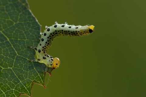 Large rose sawfly (Arge ochropus) caterpillar larva feeding on a rose leaf in a garden in summer,