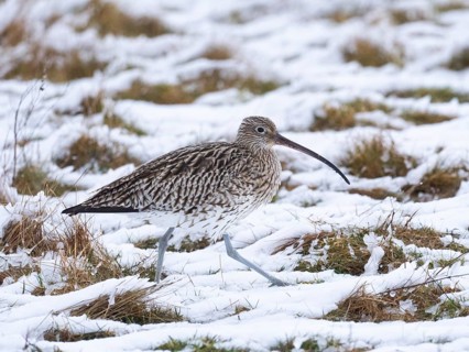 Eurasian Curlew (Numenius arquata), walking across a snow covered pasture, at the end of March,