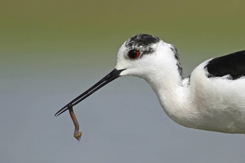 Black-winged Stilt (Himantopus himantopus), Zurich, Switzerland