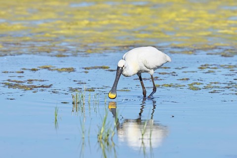 Spoonbill (Platalea leucorodia), adult bird striding through shallow water, adult bird in