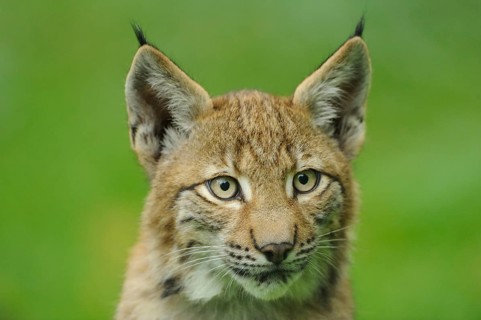 A young lynx looks attentively into the camera, surrounded by green forest, Eurasian lynx (Lynx