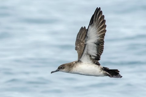 Black-vented Shearwater (Puffinus opisthomelas) flying, California, USA